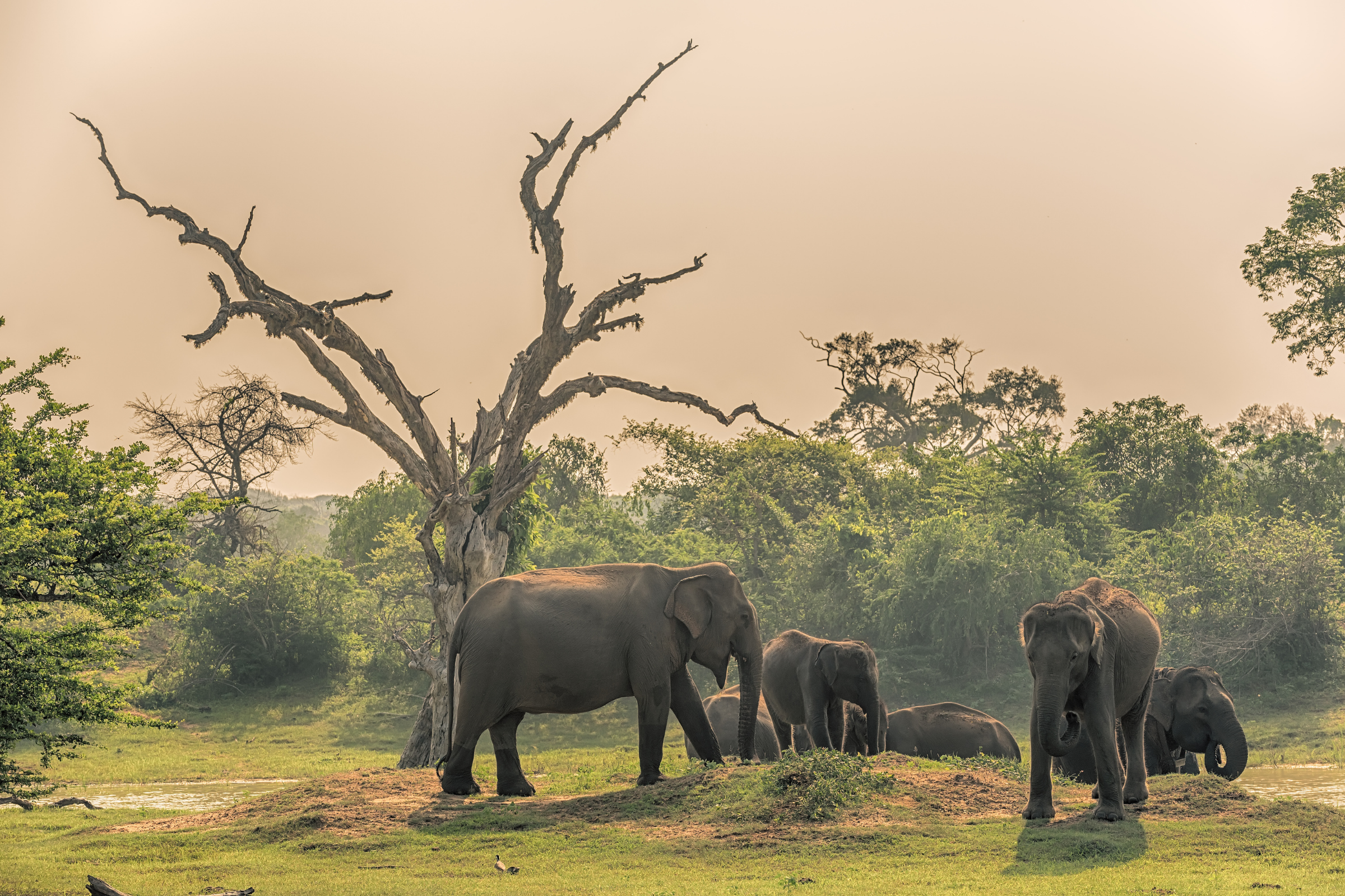 yala national park (sri lanka).webp